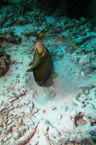 033 Thailand dive3 SpanksRock 2021024