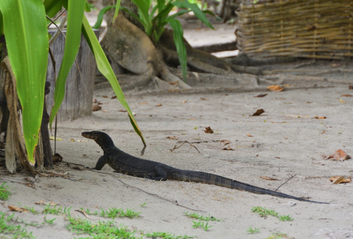 040 Thailand LOB Seadragon 20231024