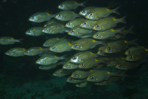 053 Thailand dive5 3Trees 2021025