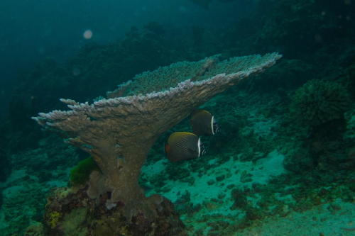 056 Thailand dive5 3Trees 2021025