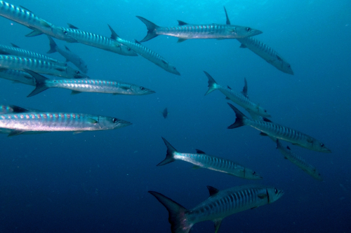 071 Thailand dive7 BatfishRock 2021025