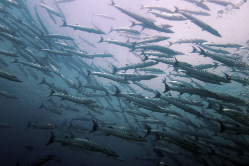074 Thailand dive7 BatfishRock 2021025