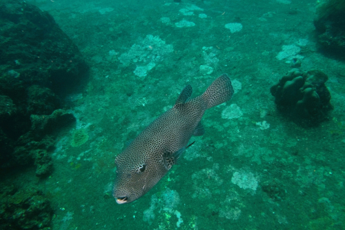 076 Thailand dive7 BatfishRock 2021025