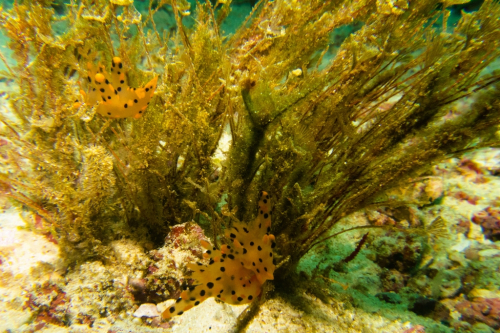 100 Thailand dive9 SERock 2021026