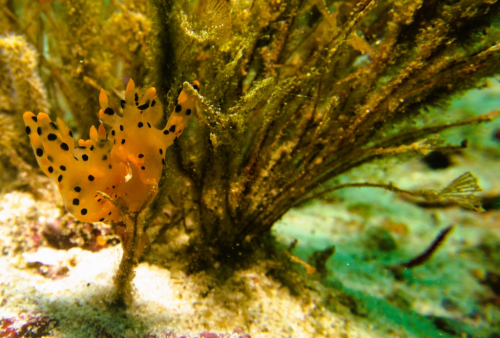 103 Thailand dive9 SERock 2021026