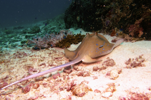 105 Thailand dive9 SERock 2021026