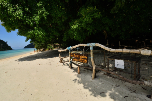 125 Thailand LOB Seadragon 20231026