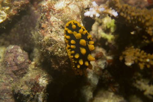 139 Thailand dive11 PakKardd 2021026