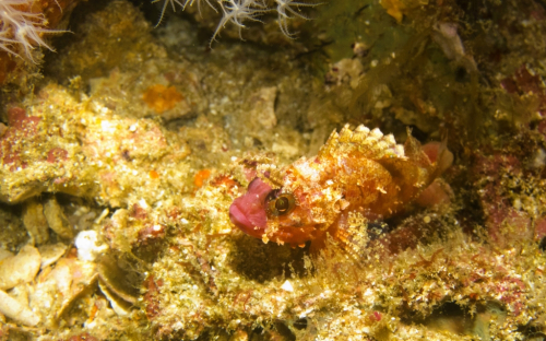 158 Thailand dive13 RicheleuRock 2021027