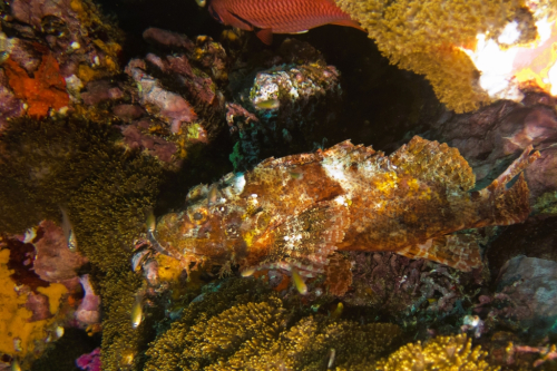 164 Thailand dive13 RicheleuRock 2021027