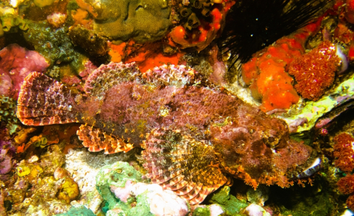 165 Thailand dive13 RicheleuRock 2021027