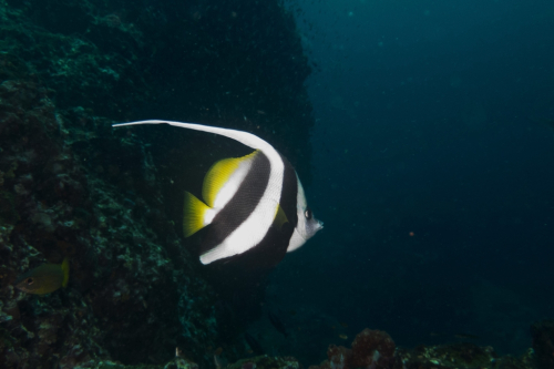 166 Thailand dive13 RicheleuRock 2021027