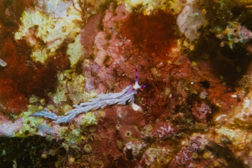 169 Thailand dive13 RicheleuRock 2021027