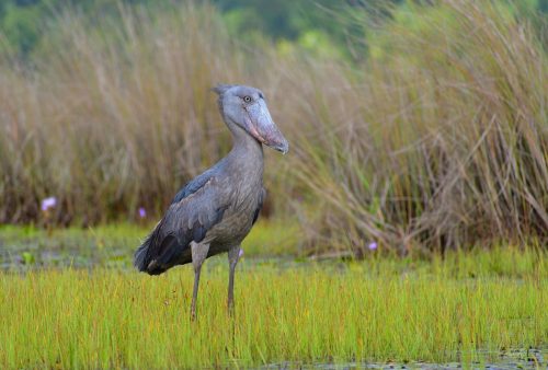 0006 Entebbe 20260102