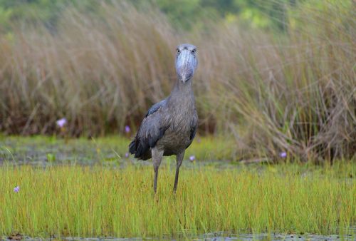 0007 Entebbe 20260102