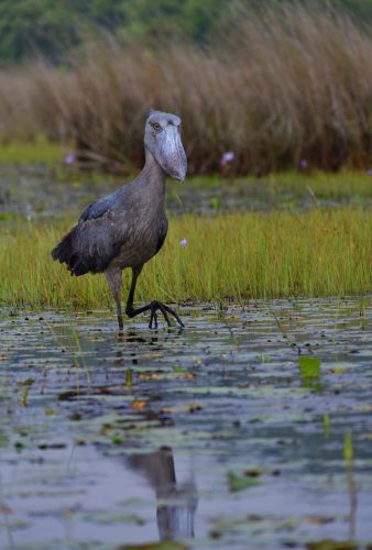 0018 Entebbe 20260102