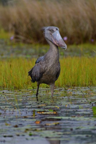 0021 Entebbe 20260102