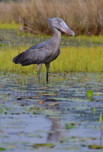0025 Entebbe 20260102