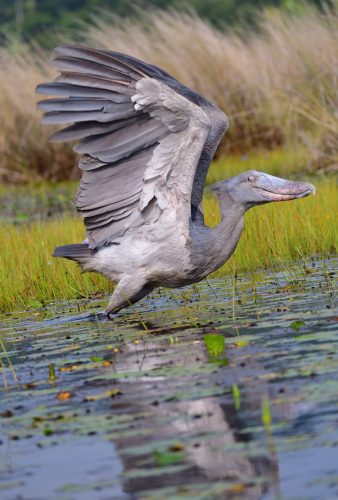 0026 Entebbe 20260102