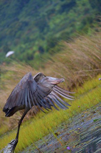 0027 Entebbe 20260102