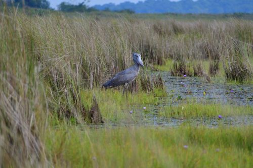 0031 Entebbe 20260102