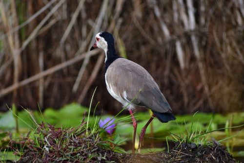0035 Entebbe 20260102