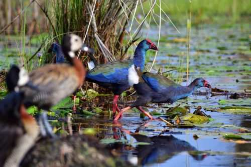 0040 Entebbe 20260102