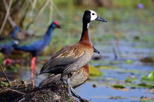 0041 Entebbe 20260102