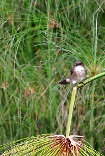 0046 Entebbe 20260102