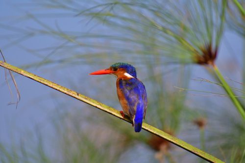 0051 Entebbe 20260102