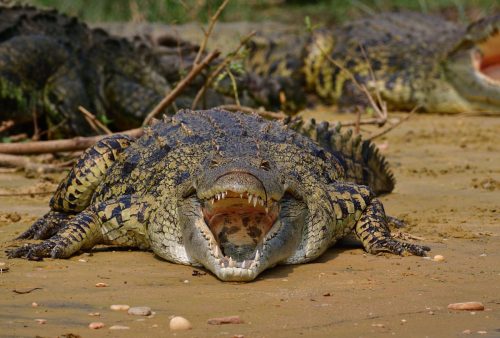 0135 Murchison 20260104