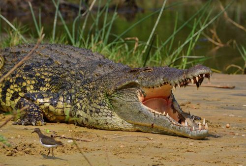 0139 Murchison 20260104