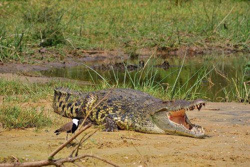 0140 Murchison 20260104