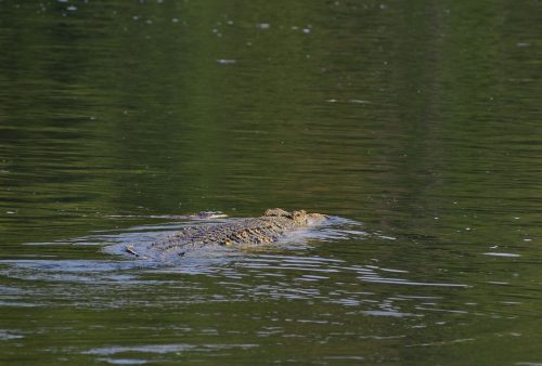 0145 Murchison 20260104