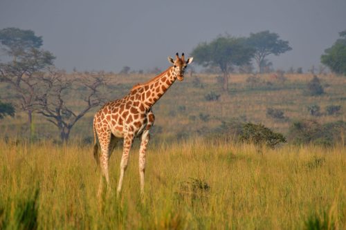 0175 Murchison 20260104