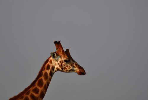 0176 Murchison 20260104