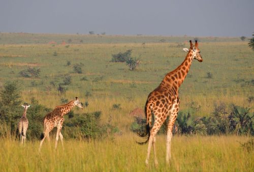 0177 Murchison 20260104