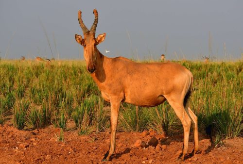 0178 Murchison 20260104